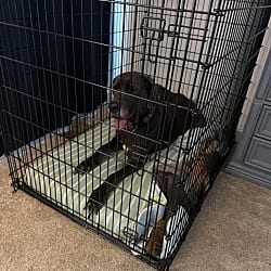 Photo of Rune, adoptable Great Dane in Bullard, Texas