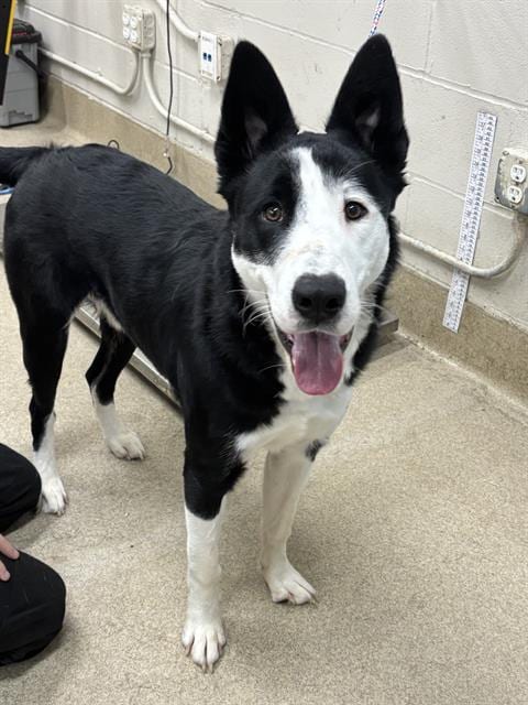 Photo of Eddie, adoptable Siberian Husky in Grand Prairie, Texas