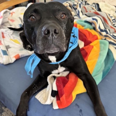 Photo of Wren, adoptable Pit Bull Terrier in Camarillo, California