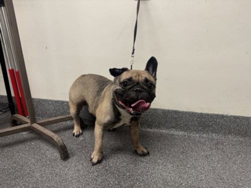 Photo of Dustin, adoptable French Bulldog in Los Angeles, California