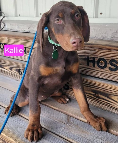 Photo of Kallie, adoptable Doberman Pinscher in St Clairsville, Ohio