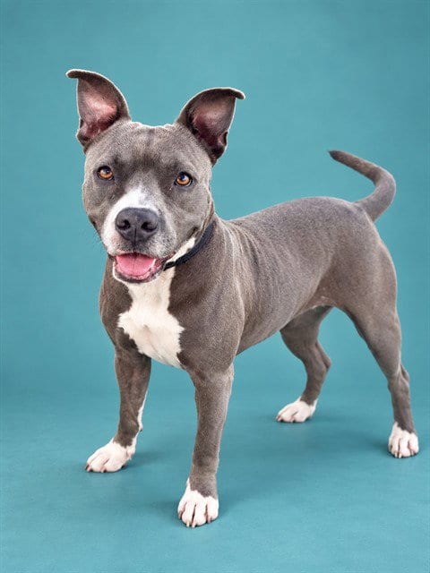 Photo of River, adoptable Pit Bull Terrier in Pearland, Texas