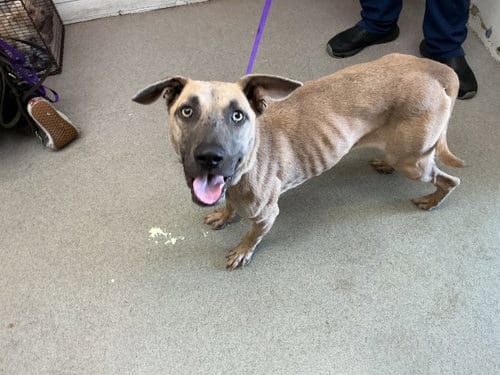 Photo of Adia, adoptable Belgian Shepherd Malinois in San Bernardino, California