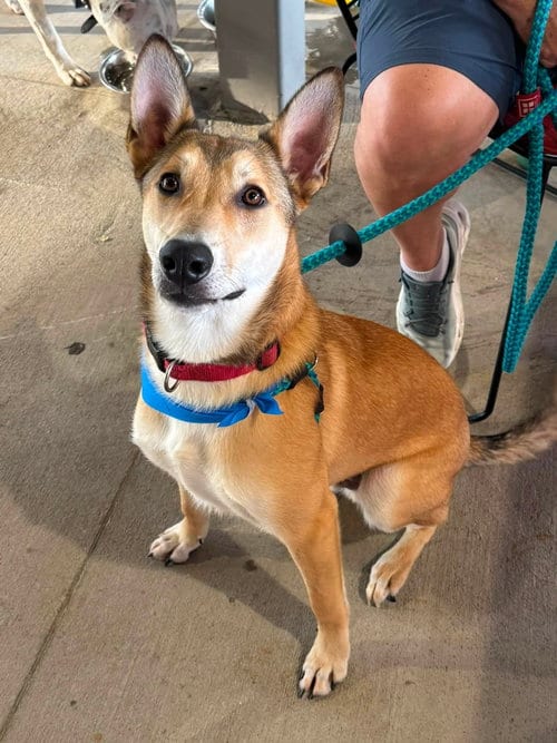 Photo of Gibbs, adoptable German Shepherd Dog in Holly Springs, North Carolina