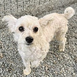 Photo of Quinn, adoptable Maltese in Oakland, California
