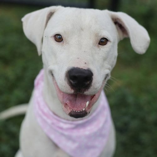 Photo of Athena, adoptable American Staffordshire Terrier in San Antonio, Texas