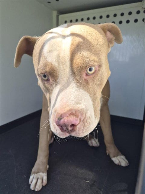 Photo of A171056, adoptable Pit Bull Terrier in Bakersfield, California