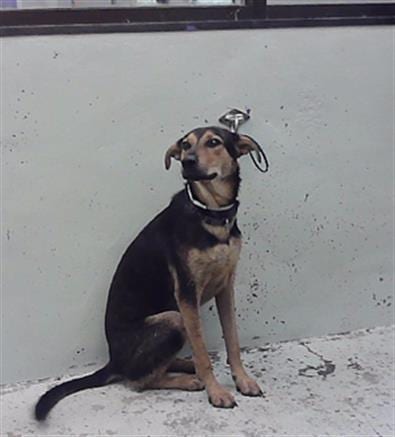 Photo of Ned, adoptable German Shepherd Dog in Houston, Texas