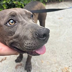 Photo of Trixie, adoptable Pit Bull Terrier in Boulder, Colorado
