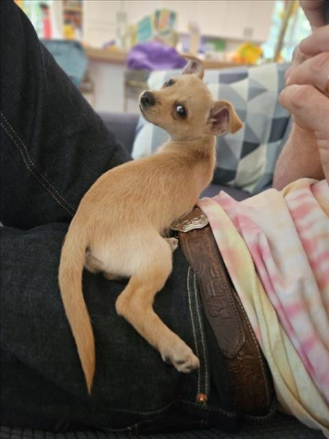 Photo of Chickpea, adoptable Terrier in Santa Cruz, California