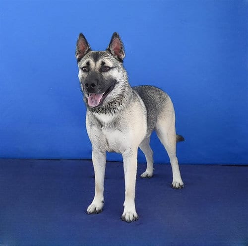 Photo of Axel, adoptable German Shepherd Dog in Baldwin Park, California