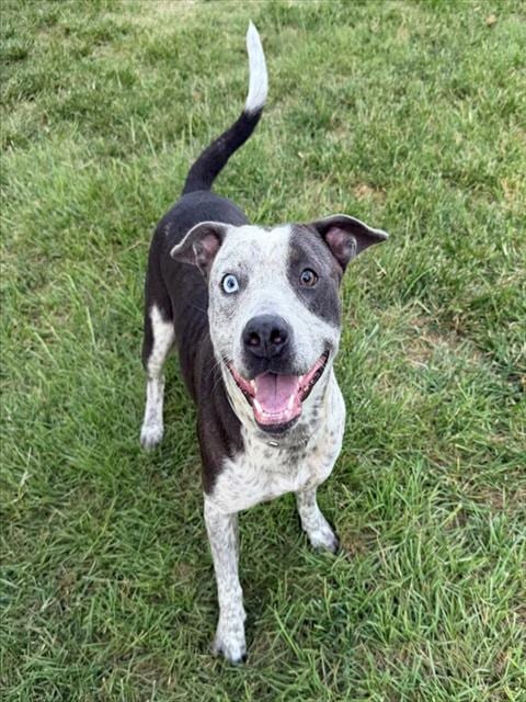 Photo of Nixie, adoptable Pit Bull Terrier in Conroe, Texas