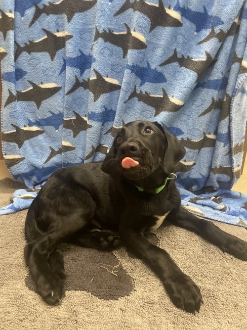 Photo of Messi, adoptable Black Labrador Retriever in Gun Barrel City, Texas