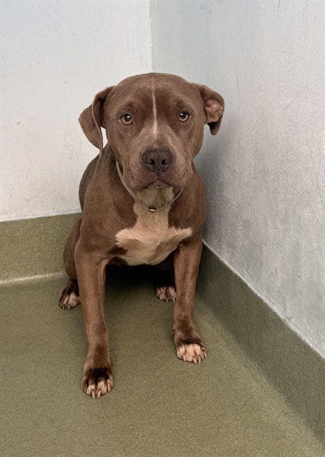 Photo of Perla, adoptable Pit Bull Terrier in Baldwin Park, California
