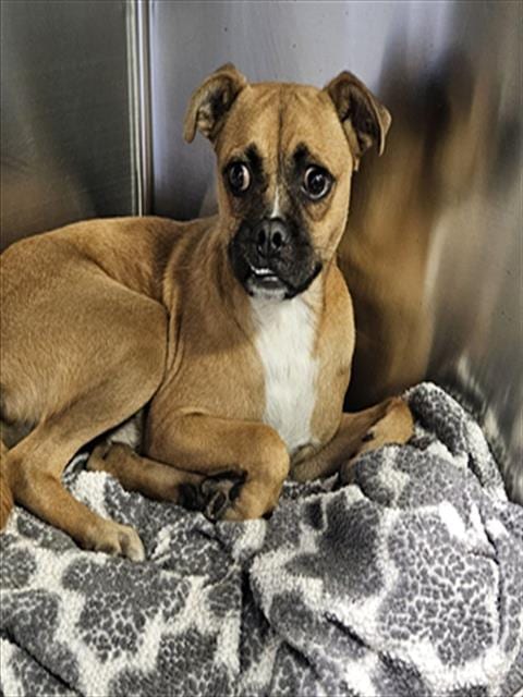 Photo of Tiger, adoptable Pug in Bakersfield, California