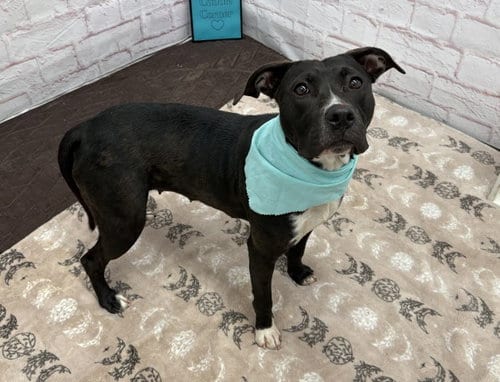 Photo of Bella Sulton, adoptable Pit Bull Terrier in Detroit, Michigan