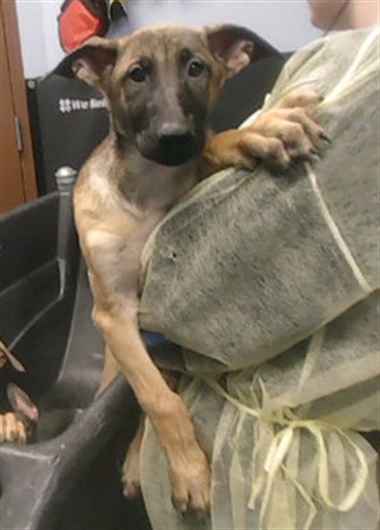 Photo of Jyn, adoptable Belgian Shepherd Malinois in Phoenix, Arizona