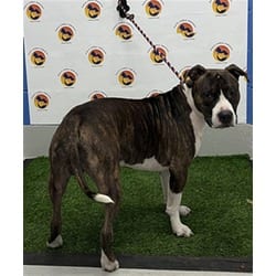 Photo of Buddy Boy, adoptable Mixed Breed (Medium) in Land O'Lakes, Florida