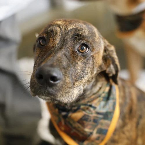 Photo of Reina, adoptable Labrador Retriever in San Antonio, Texas