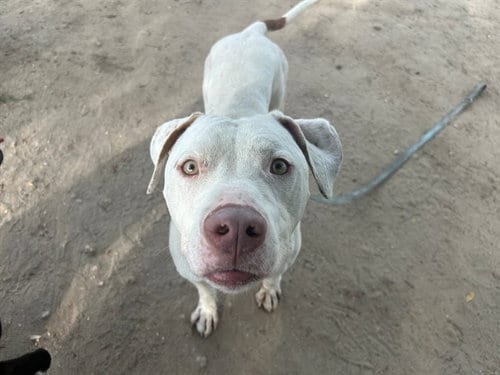 Photo of Herman, adoptable Catahoula Leopard Dog in Ocala, Florida