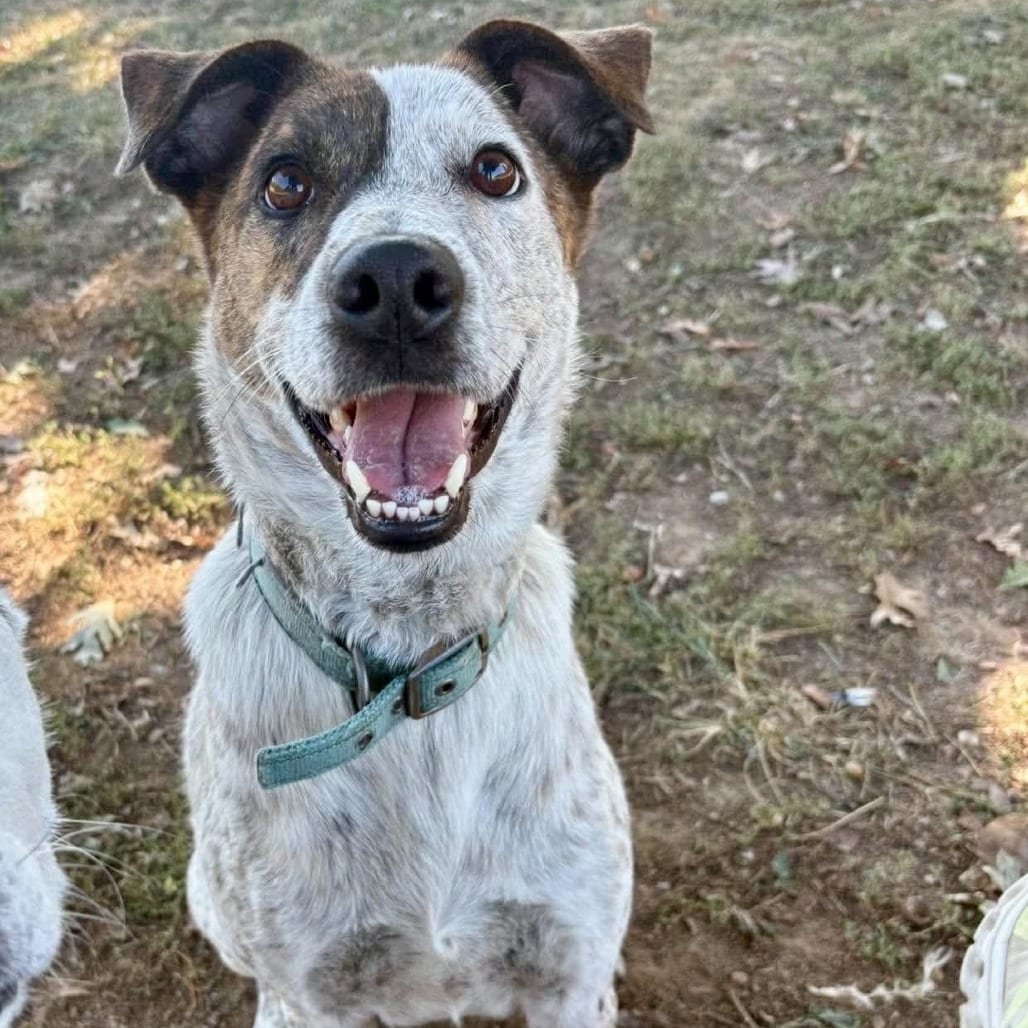 Photo of Moira, adoptable Mixed Breed (Medium) in Dayton, Ohio