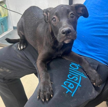 Photo of Neverland, adoptable Labrador Retriever in Sullivan, Indiana