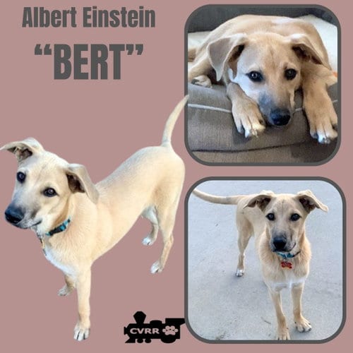 Photo of Bert, adoptable Australian Shepherd in Lindsay, California