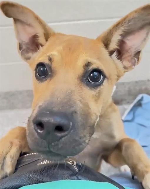 Photo of Senior Black Mouth Cur mix, adoptable Black Mouth Cur mix in Houston, Texas