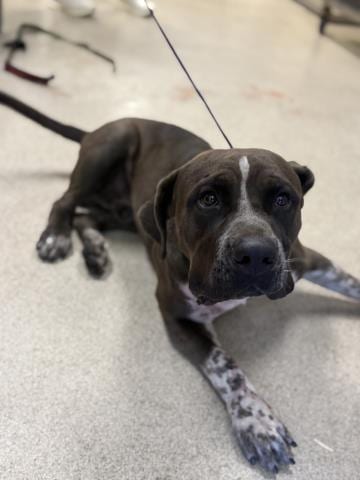 Photo of Checkers, adoptable Pit Bull Terrier in Riverside, California
