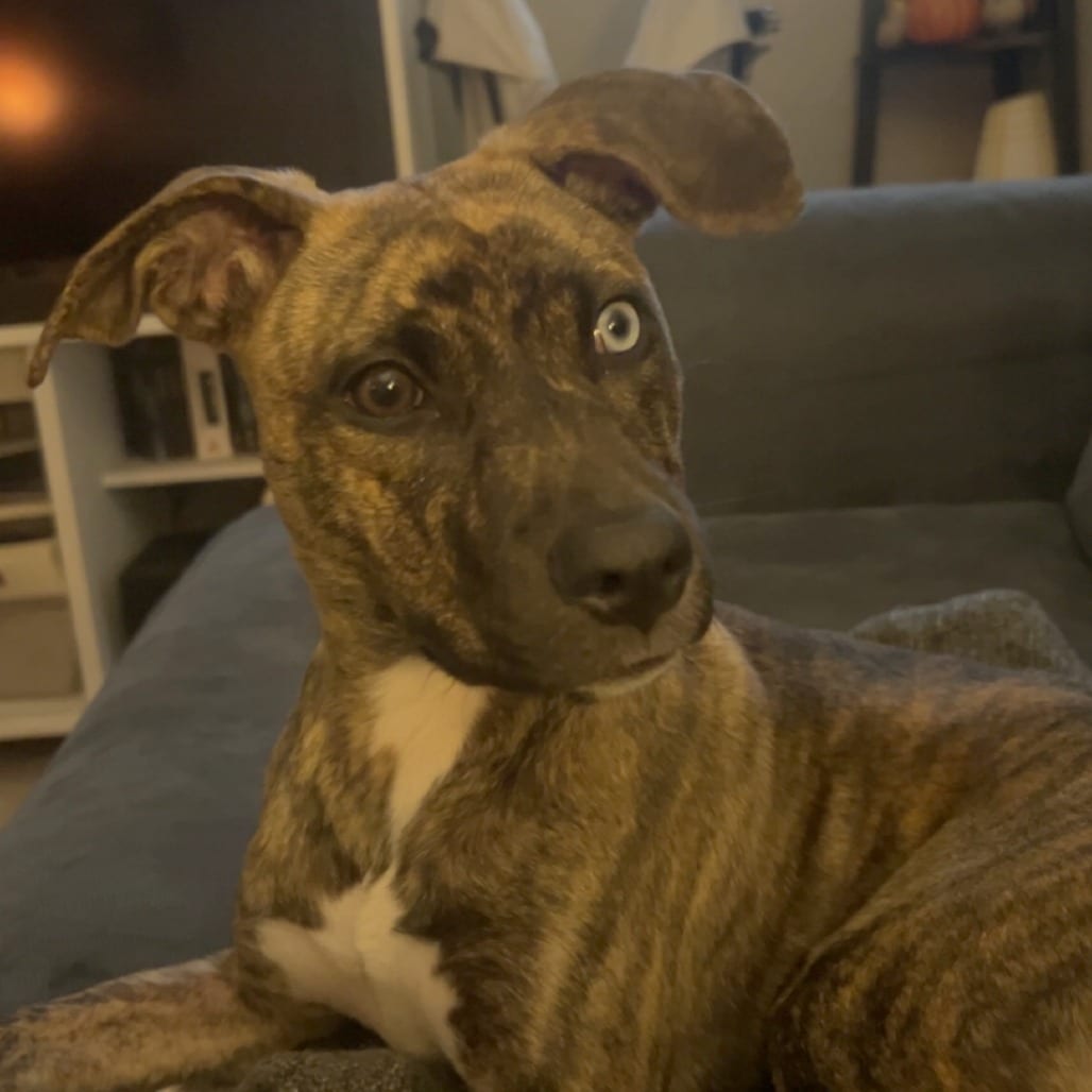 Photo of Mammoth, adoptable Mixed Breed (Large) in St. Louis, Missouri