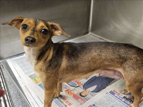 Photo of Bubble Gum, adoptable Chihuahua in Los Angeles, California