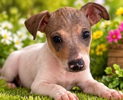 Photo of Jade, adoptable Rat Terrier in Margate, Florida