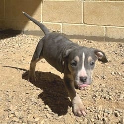 Photo of Starscream 3732, adoptable Mixed Breed (Medium) in Loxahatchee, Florida