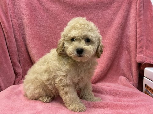 Photo of Dolly, adoptable Poodle (Miniature) in Cumming, Georgia