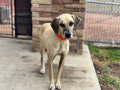 Photo of Sam, adoptable Plott Hound in Pueblo, Colorado