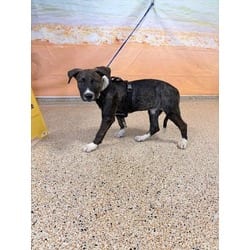 Photo of Bailey, adoptable American Bulldog in Doral, Florida