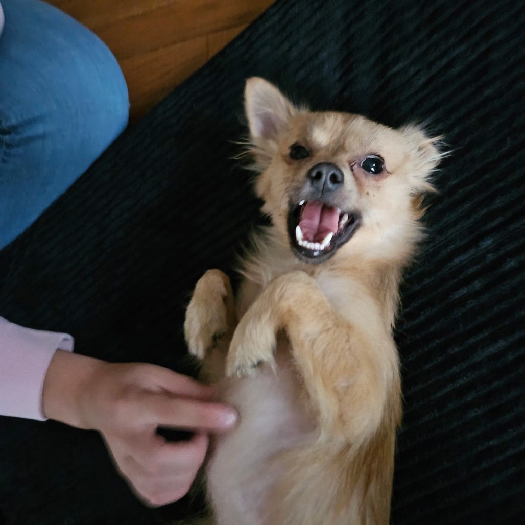 Photo of Stewie, adoptable Mixed Breed (Small) in Maryland, Maryland