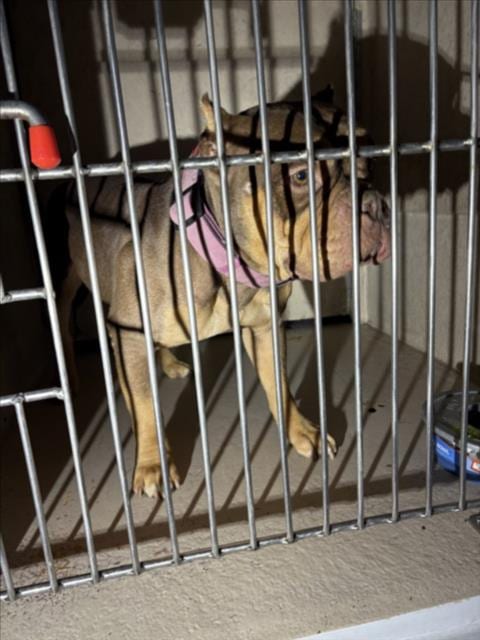 Photo of Hershel, adoptable English Bulldog in Las Vegas, Nevada