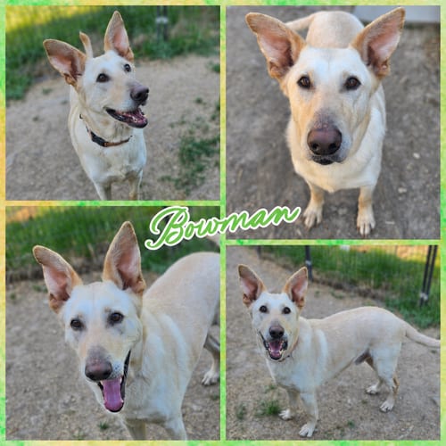 Photo of Bowman, adoptable German Shepherd Dog in Blacksburg, South Carolina