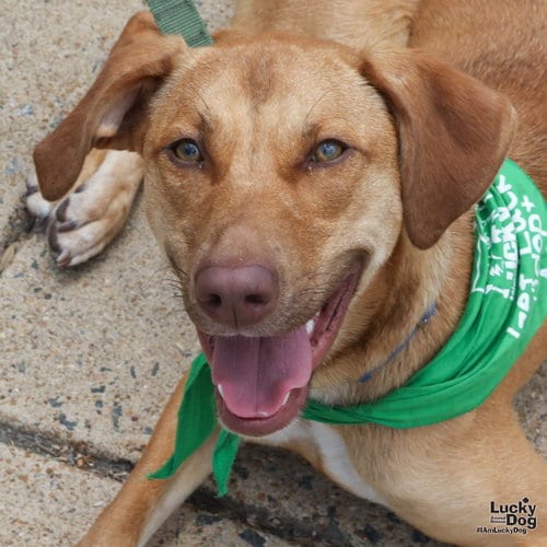 Photo of Dobby, adoptable Shepherd in Washington, District of Columbia