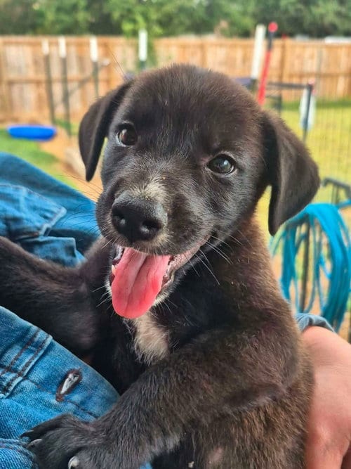 Photo of Dolly, adoptable Border Collie in Sheboygan, Wisconsin