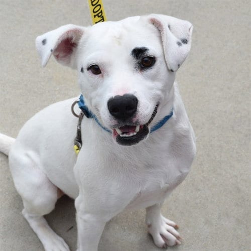 Photo of Panko, adoptable Labrador Retriever in Maryland, Missouri