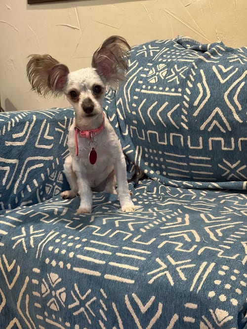 Photo of Poppy S, adoptable Silky Terrier in Katy, Texas