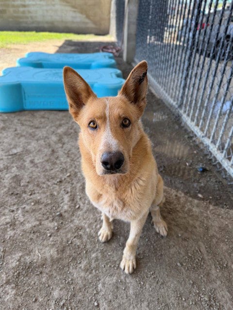 Photo of Oso, adoptable German Shepherd Dog in Riverside, California