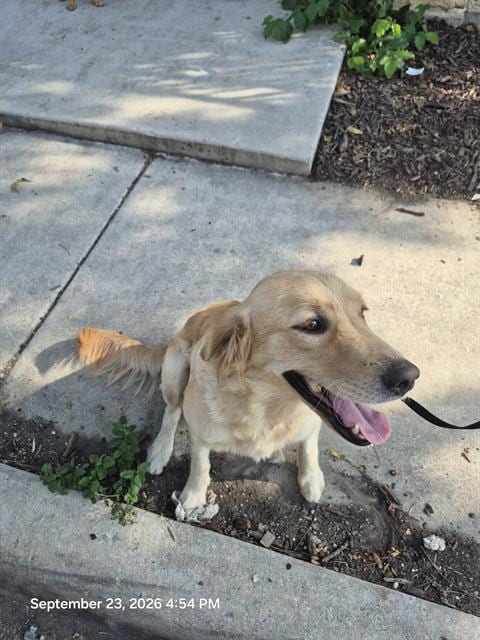 Photo of Mariana, adoptable Golden Retriever in San Antonio, Texas