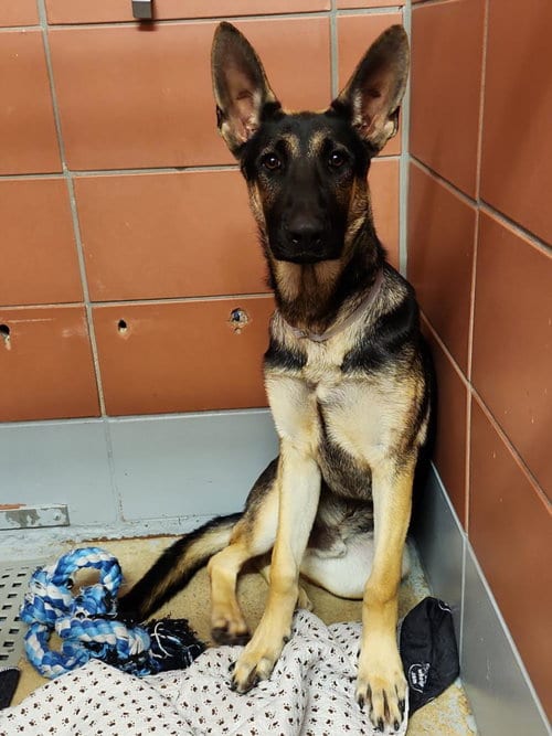 Photo of A2097300, adoptable German Shepherd Dog in Houston, Texas