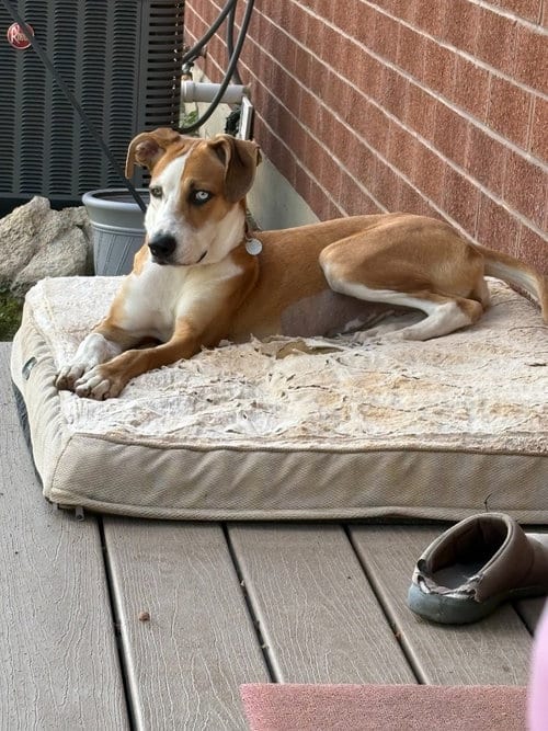 Photo of Peony, adoptable Labrador Retriever in Salt Lake City, Utah