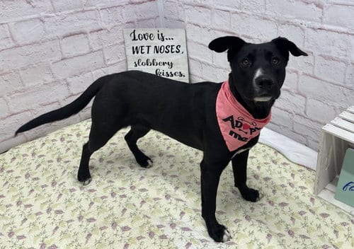 Photo of Dichiera, adoptable Pit Bull Terrier in Detroit, Michigan