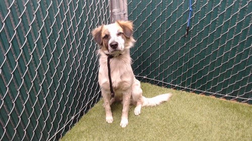 Photo of Kilo, adoptable Australian Shepherd in Downey, California