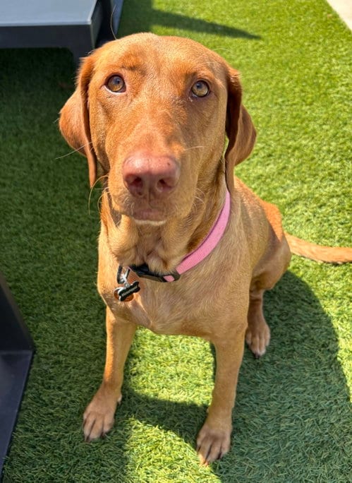 Photo of Dandelion, adoptable Labrador Retriever in Fort Worth, Texas